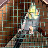 Coppia di Calopsite riproduttiva in salute