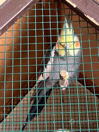 Coppia di Calopsite riproduttiva in salute