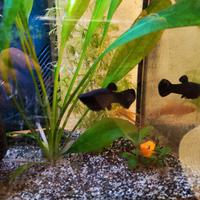 Pesci black molly