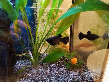 Pesci black molly