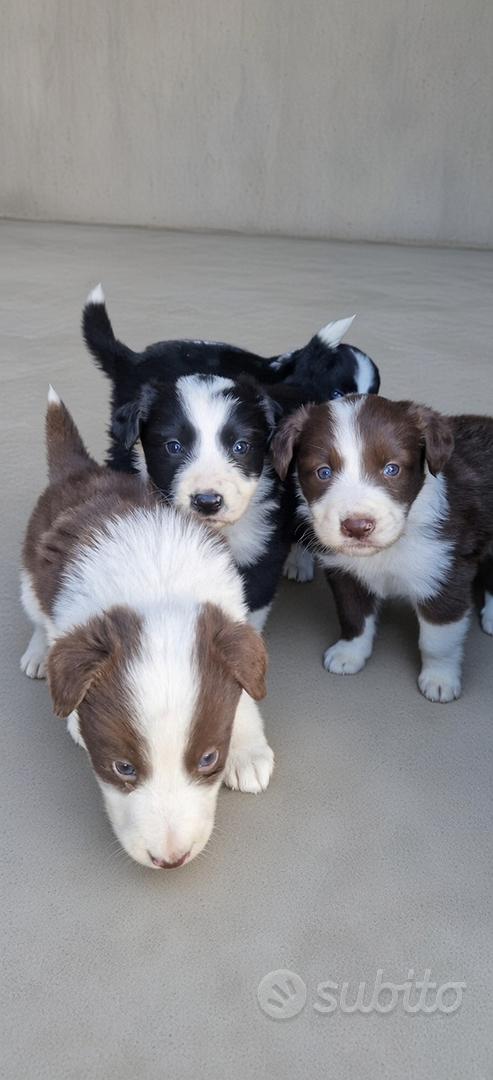 Cuccioli di border collie - Animali In vendita a Catania