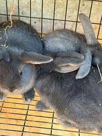 Coniglietti ariete blu e neri