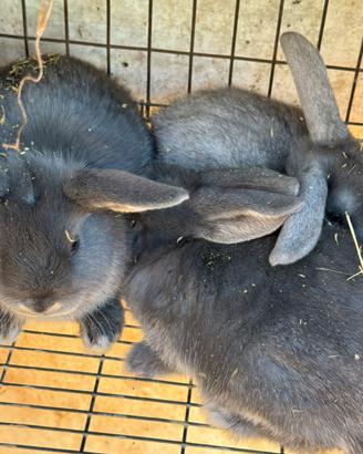 Coniglietti ariete blu e neri