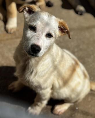 Cucciolo meticcio simil labrador