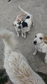 Cagnolini