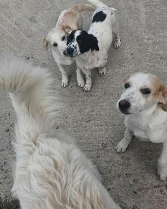 Cagnolini