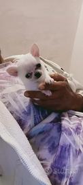 Chihuahua femminuccia bianca
