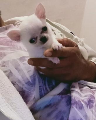 Chihuahua femminuccia bianca