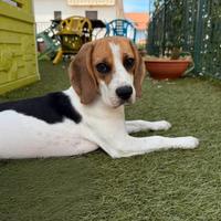 Beagle 8 mesi pedigree ENCI - dolce ed equilibrata