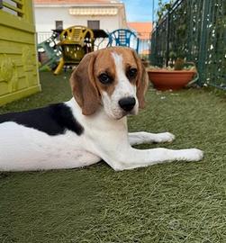 Beagle 8 mesi pedigree ENCI - dolce ed equilibrata