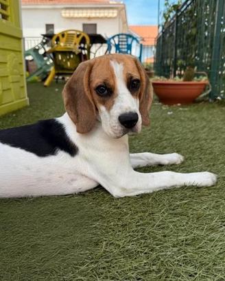 Beagle 8 mesi pedigree ENCI - dolce ed equilibrata