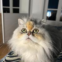 Scottish Highland Longhair per accoppiamento