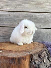 Minilop bianco occhi blu