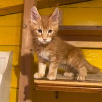 Gatti Maine Coon