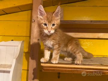 Gatti Maine Coon
