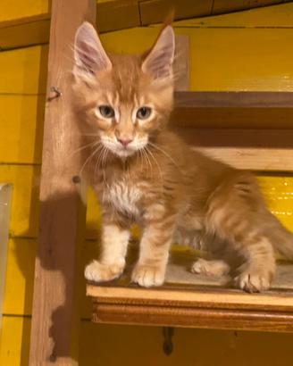 Gatti Maine Coon