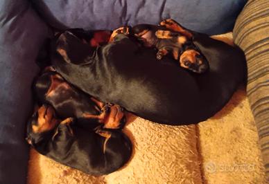 Bassotti standard a pelo corto