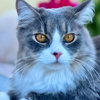 Gatta siberiana disponibile per accoppiamento