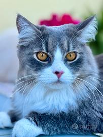 Gatta siberiana disponibile per accoppiamento