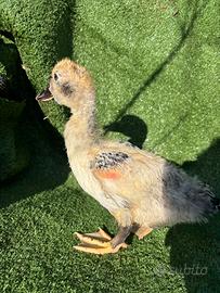 Anatra Muta - Giovane Femmina Chiara / Gialla