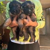 Cuccioli pastore tedesco