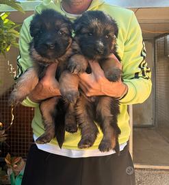 Cuccioli pastore tedesco