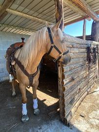 Quorter palomina 6 anni