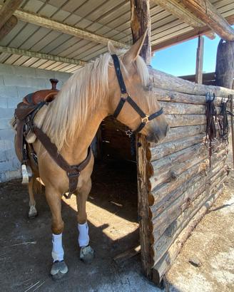 Quorter palomina 6 anni