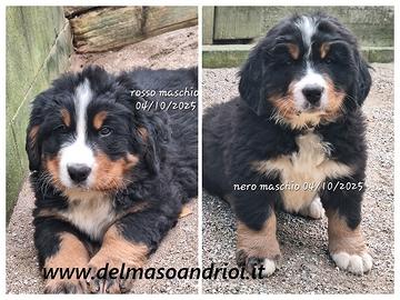 Bovaro del bernese cuccioli