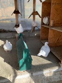 Colombi texani e California