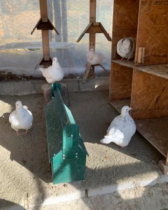 Colombi texani e California