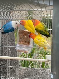 Inseparabili Fisher varie mutazioni