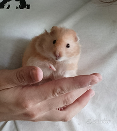 Roditori, Pollame, Uccelli