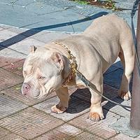 Cucciolo American bully