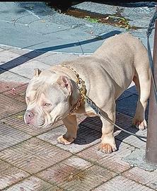 Cucciolo American bully