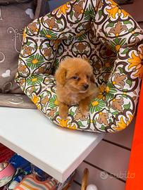 Maltese  è Pomerania mini toy femmina 