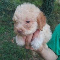 Lagotto romagnolo