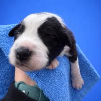 Cuccioli border Collie