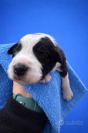 Cuccioli border Collie