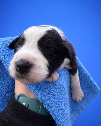 Cuccioli border Collie