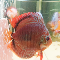 Discus