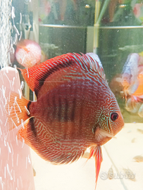 Discus
