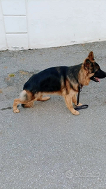 Pastore tedesco maschio con pedigree