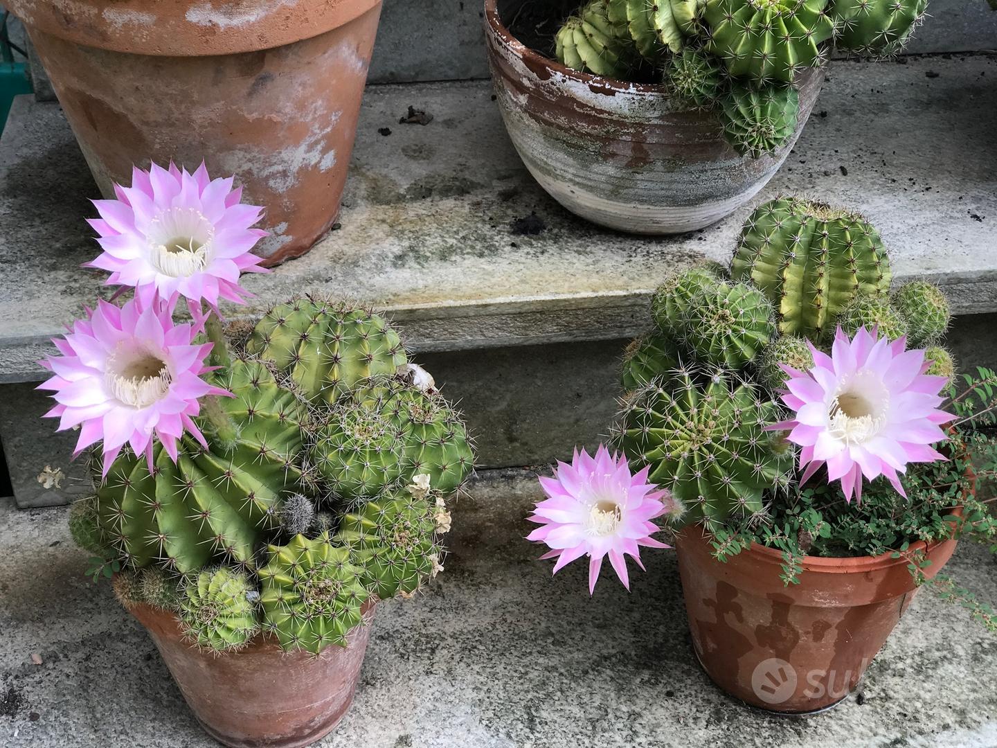 PU Simulazione Cactus Pianta Tropicale Fiore Finto Pianta Grassa