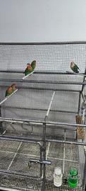 Inseparabili 