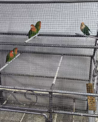 Inseparabili 