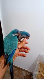 Parrocchetti monaci blu allevati a mano