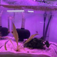 Acquario