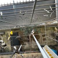 Canarini spagnoli maschi 2025