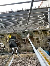 Canarini spagnoli maschi 2025